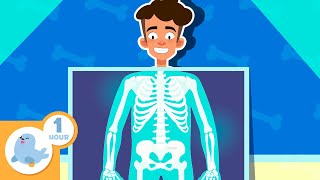 🧠🦴 THE HUMAN BODY for Kids 💖🧍🏻♂️ Compilation of +1 Hours