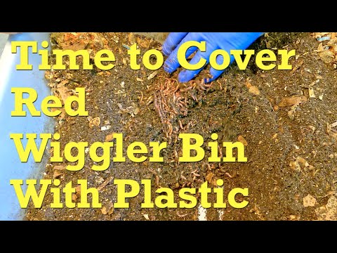 Feeding #20 + plastic cover for 247-day worm bin - vermicompost