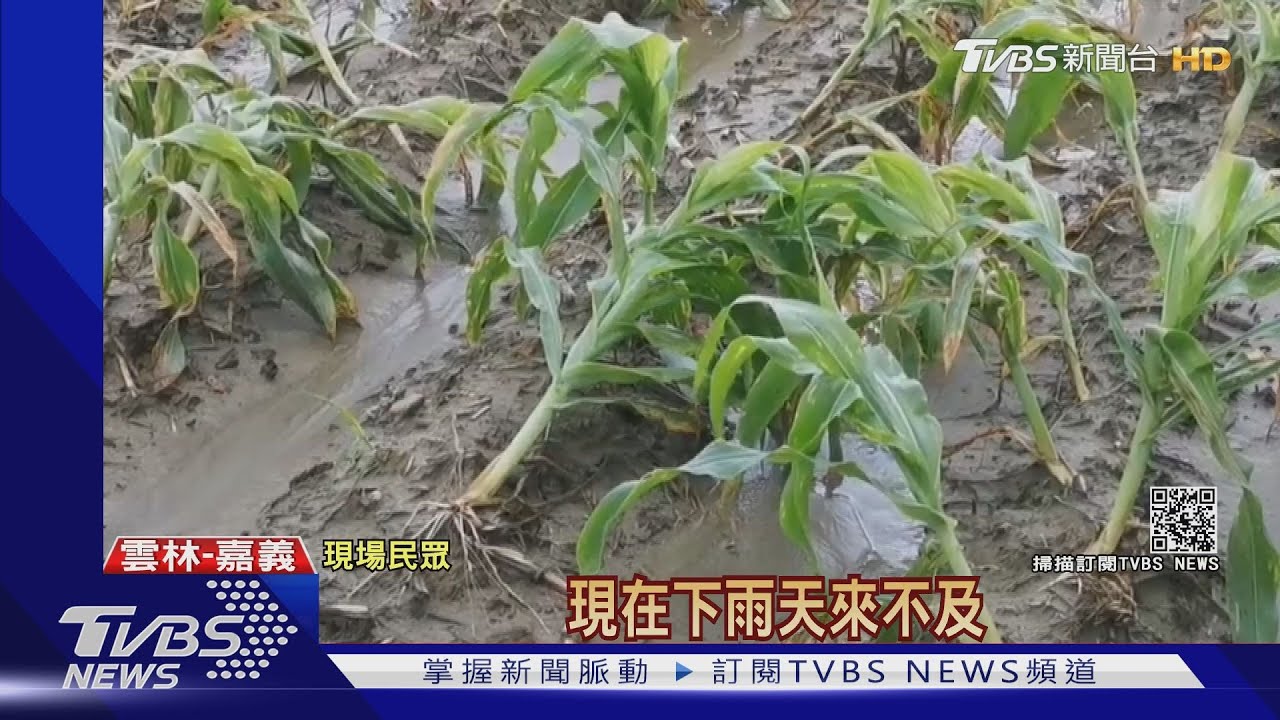 雨炸全台!農損逾2億 雲林5千萬占24%最高