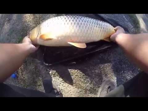 Awesome Carp fishing day at Tidal Basin