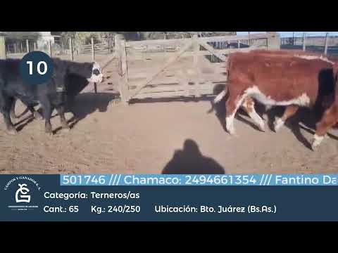 Lote Machos - Bto Juárez Bs As