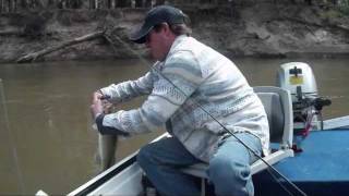 MURRAY COD FISHING.lures and bait