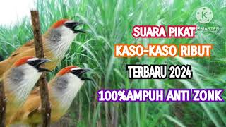Download lagu Suara Pikat Burung KASO-KASO Betina Ribut TerBaru 2024||Dijamin Ampuh Anti Zonk mp3 Download lagu Suara Pikat Burung KASO-KASO Betina Ribut TerBaru 2024||Dijamin Ampuh Anti Zonk mp3
