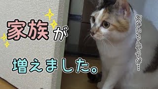それは突然やって来た！？れんげのふしゃふしゃ祭　【れんこま日記】