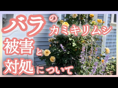  SOS: バラの茂みにアブラムシが侵入しました!ダニを取り除くための環境に優しい4つの家庭療法  庭園
