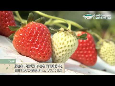 2026年2月6日(金)放送 いちご生産者の声
