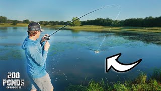 The Pond Lure I Can ALWAYS Count On! (“200 Ponds” Ep. 21)