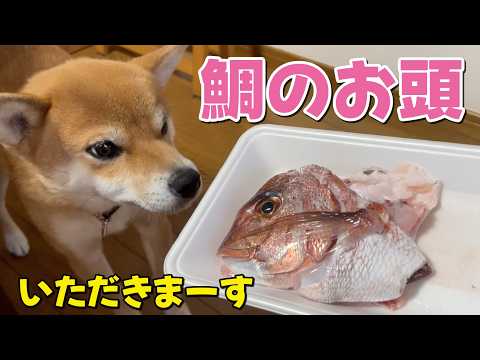 【柴犬小夏】コラーゲンたっぷり！鯛のお頭を骨ごといただきます　圧力調理　ASMR