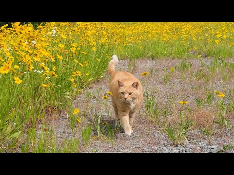 황금빛 들판으로 모험을 떠난 고양이