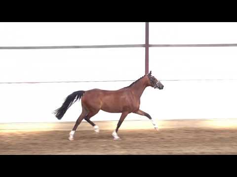 MERCEDES 4j. braune Stute v. Maxim v. Borkenbrink - Rubinstein I