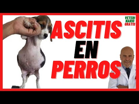 🟢 Ascites in Dogs 🟢 Causes, Symptoms and Treatment 🟢 It is cured with Furosemide