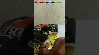 Download lagu Meloloh anak gelatik wingko prospek#short #gelatik batu #kicau mania mp3 Download lagu Meloloh anak gelatik wingko prospek#short #gelatik batu #kicau mania mp3