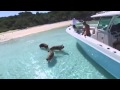 4200 The Swimming Pigs