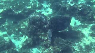 preview picture of video '沖縄 慶良間 阿嘉ビーチのウミガメ / Sea turtle in Aka beach of Kerama, Okinawa'