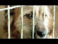 Trailer de "El Refugio"