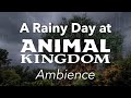 Rainy Day At Animal Kingdom Ambience Disney World Animal Kingdom Tree Of Life Ambience