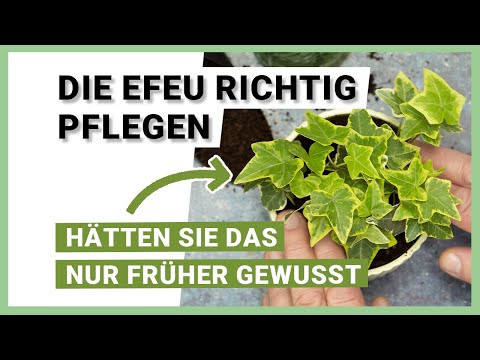 Tips for ivy care - Hedera helix