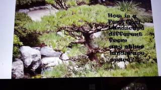 How Feng Shui in the Garden Can Improve Your Life- Part 4