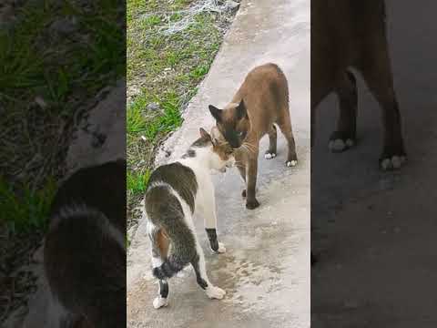 Cat Fight Sound Effect