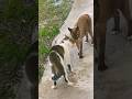 Cat Fight Sound Effect