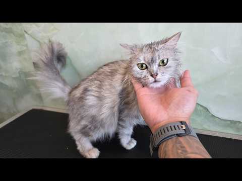 Alexis Rose is a Greasy cat due to ear medication.