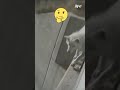 Curiosity Hurt The Dog Shorts