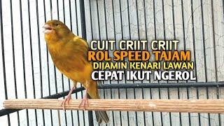 Download lagu kenari gacor panjang Cuit Cuit EMOSI, Pancingan Kenari Paud Belajar Bunyi, terapi AMPUH Kenari MACET mp3 Download lagu kenari gacor panjang Cuit Cuit EMOSI, Pancingan Kenari Paud Belajar Bunyi, terapi AMPUH Kenari MACET mp3