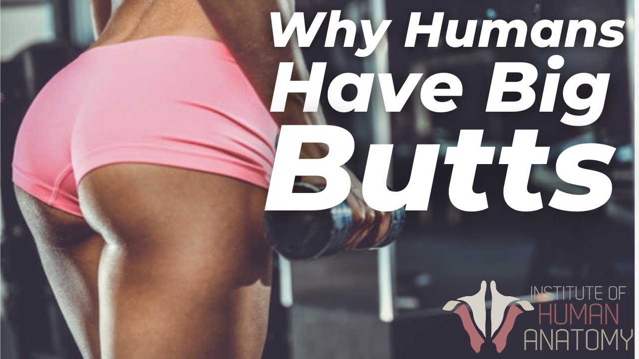 Why Humans Have Big Butts | Gluteal Anatomy thumnail