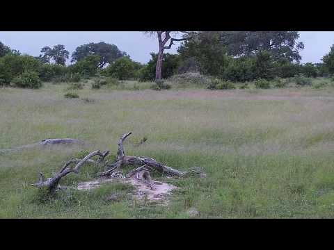 Djuma: Sights and sounds-Pt:2 - 05:35 - 02/18/2020