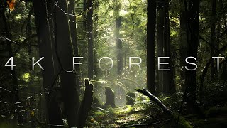 4K Forest - Cinematic Forest - 4K Nature Video Ultra HD
