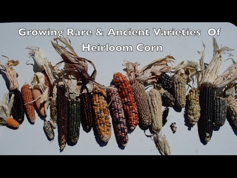 download lagu mp3 mp4 Heirloom Corn, download lagu Heirloom Corn gratis, unduh video klip Heirloom Corn