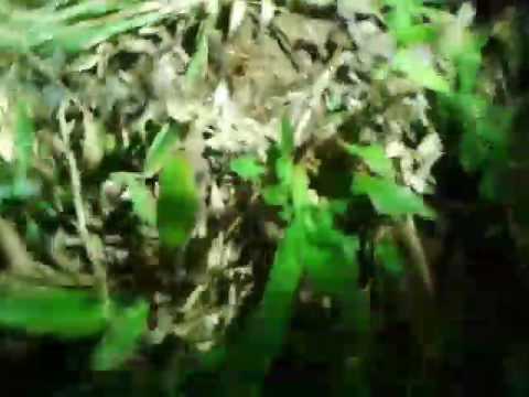 මෙරු පොළොවෙන් මතු වීම....