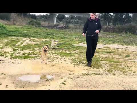 Vídeo de JOSHI