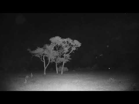 Djuma Private Game Reserve Live Stream