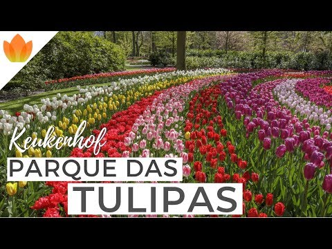 download lagu mp3 mp4 Festival Das Tulipas, download lagu Festival Das Tulipas gratis, unduh video klip Festival Das Tulipas