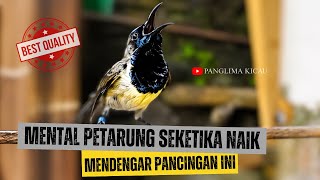 Download lagu SEKETIKA MENTAL PETARUNG TUMBUH!! Mendengar pancingan sogon ini #pancingansogon #sogonngobra mp3 Download lagu SEKETIKA MENTAL PETARUNG TUMBUH!! Mendengar pancingan sogon ini #pancingansogon #sogonngobra mp3