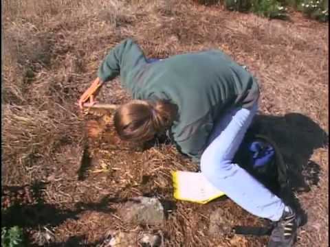 Restoring Balance:  Removing the Black Rat from Anacapa Island (Part 2)