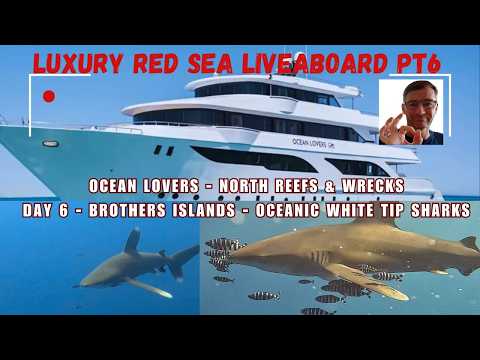 Red Sea Liveaboard Pt6 - Oceanic Whitetip Sharks (Longimanus) - Ocean Lovers - Stunning Close View