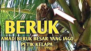 Download lagu SIAMAD BERUK JANTAN BESAR SANGAT PINTAR PETIK BUAH KELAPA. mp3 Download lagu SIAMAD BERUK JANTAN BESAR SANGAT PINTAR PETIK BUAH KELAPA. mp3