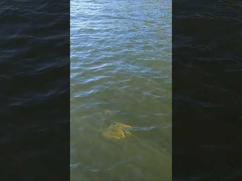 Casal de tucunaré azul, pescaria na fazenda limeira #pesca #pescaria #anaurilândia #matogrossodosul