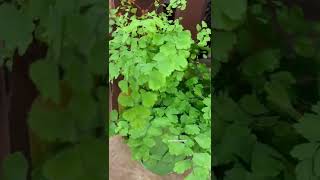 #shorts Maidenhair fern plant care indoors | How often do you water a maidenhair fern care guide