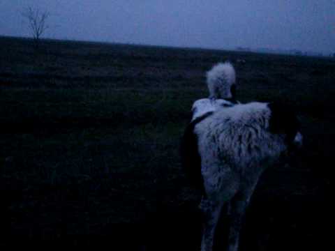 Ciobanesc de Bucovina-Ursu,Dora-12.01.2010-4