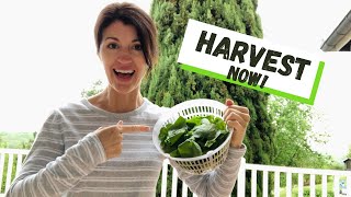 Harvest Spinach Leaves / How to Harvest Spinach So It Keeps Growing!