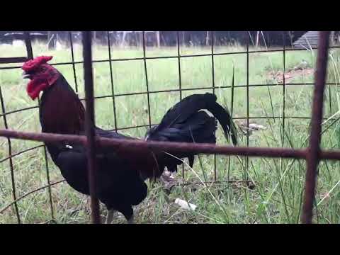 dagoberto Fernández x dagoberto