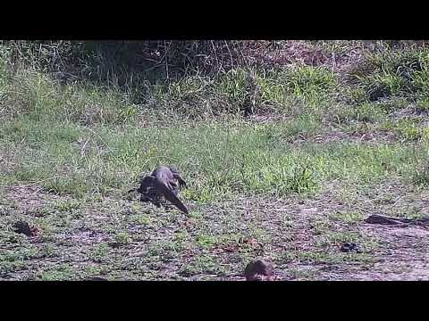 Djuma: Water Monitor Lizard on the move - 08:56 - 11/11/21