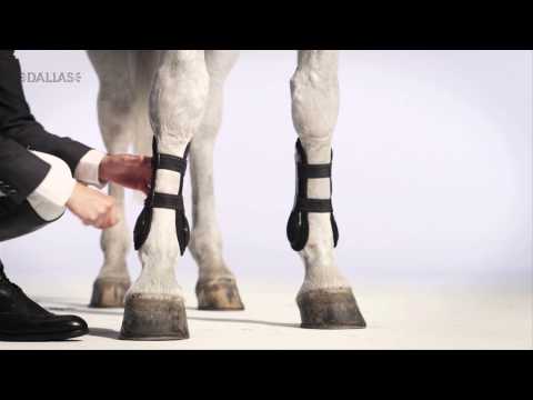 Horse1 Channel ID "Hoppning" - Dallas Sthlm