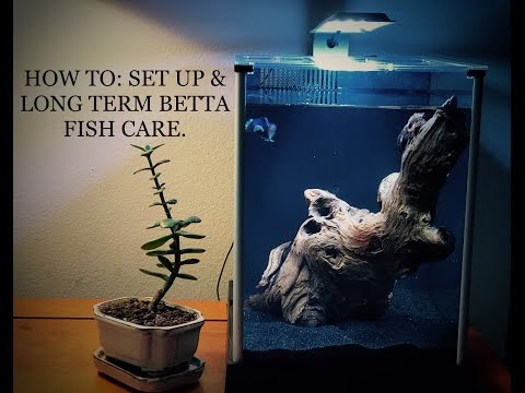 HOW TO BUILD: SET UP & LONG TERM BETTA FISH CARE (SIAMESE FIGHTING FISH)