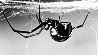 The Knutz - Lady Shadow