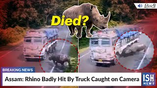 Assam: Rhino Badly Hit By Truck Caught on Camera