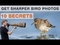 How to get sharper bird images (10 Tipps & most common mistakes)